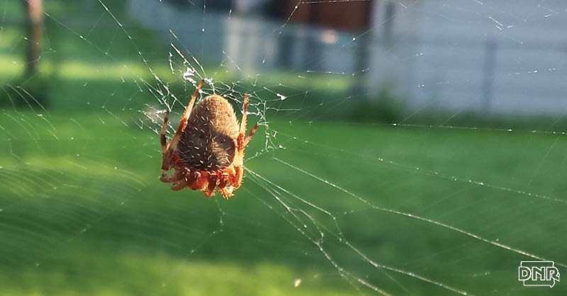 Not all spiders build webs and more cool things you should know about spiders | Iowa DNR.